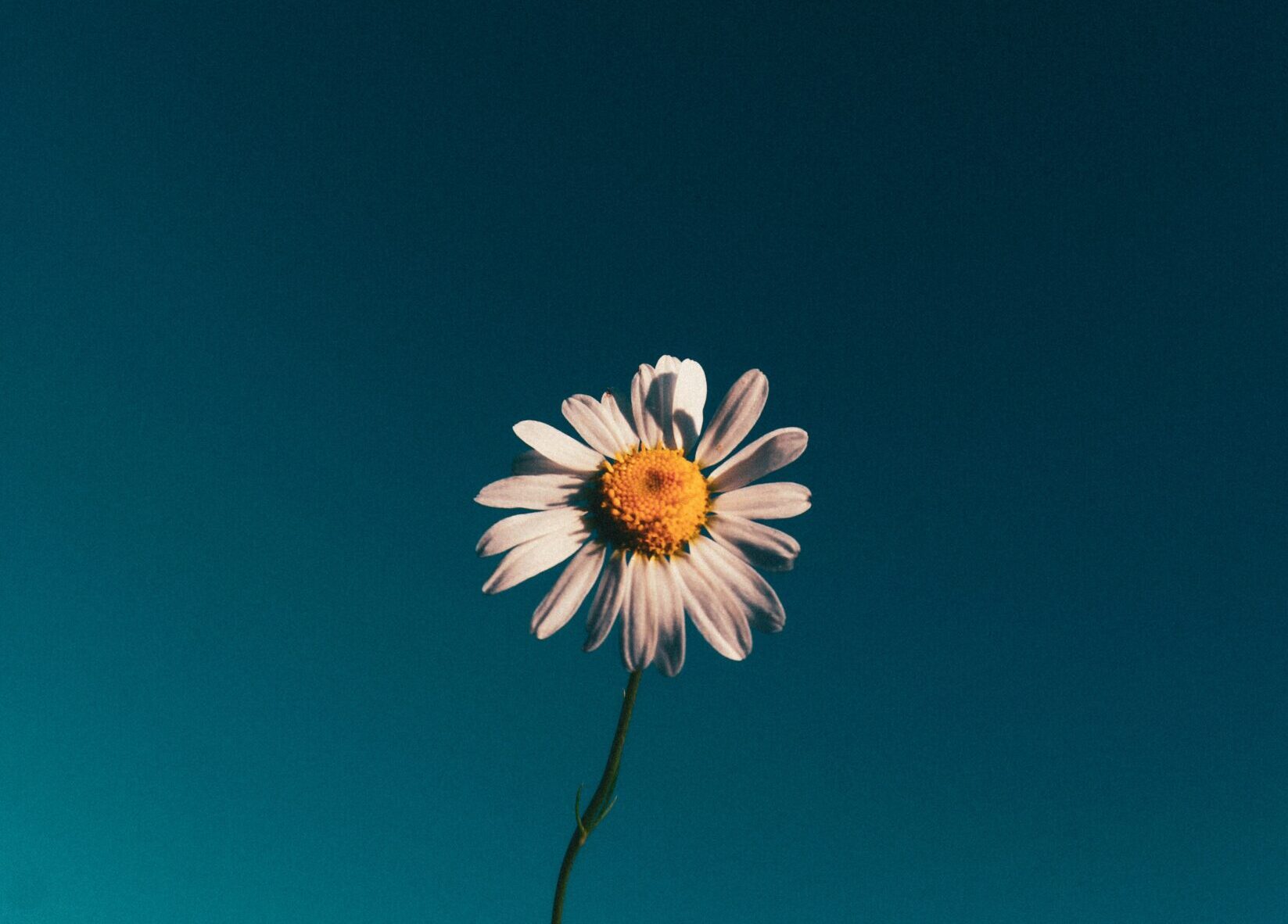 sindy-sussengut-ptIqoQJ74Ek-unsplash